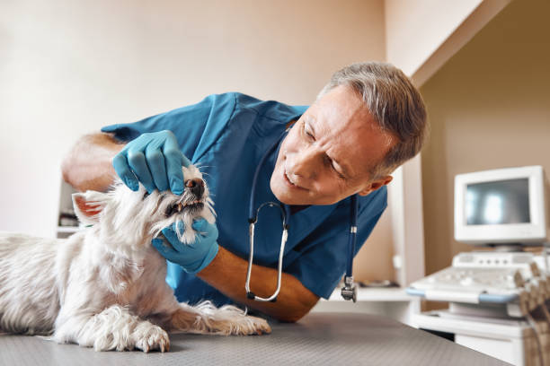 Best Emergency Dentist for Special Needs Patients in Wayland, IA